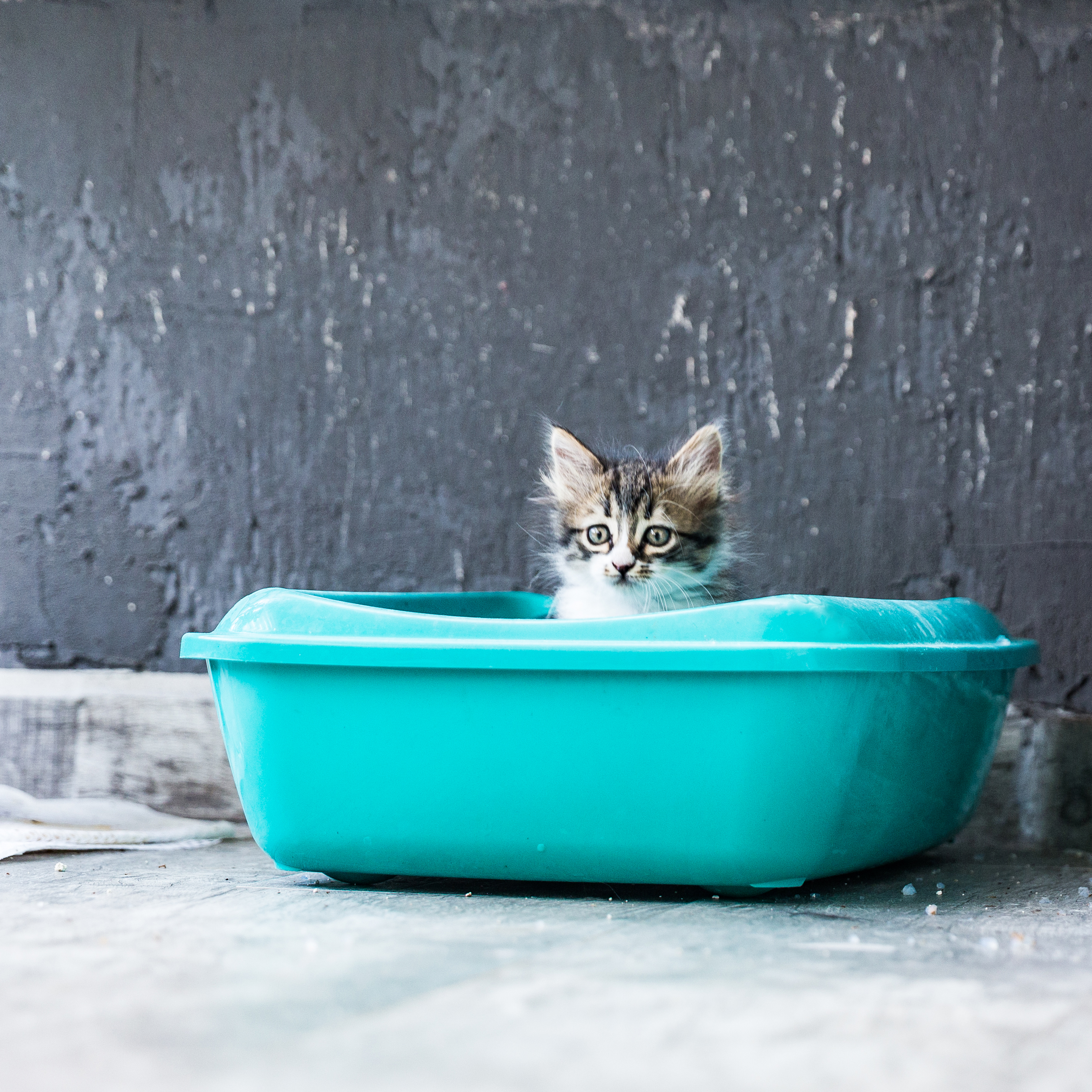 7 Reasons Cats Go Outside the Litter Box Healthy Paws Pet Insurance