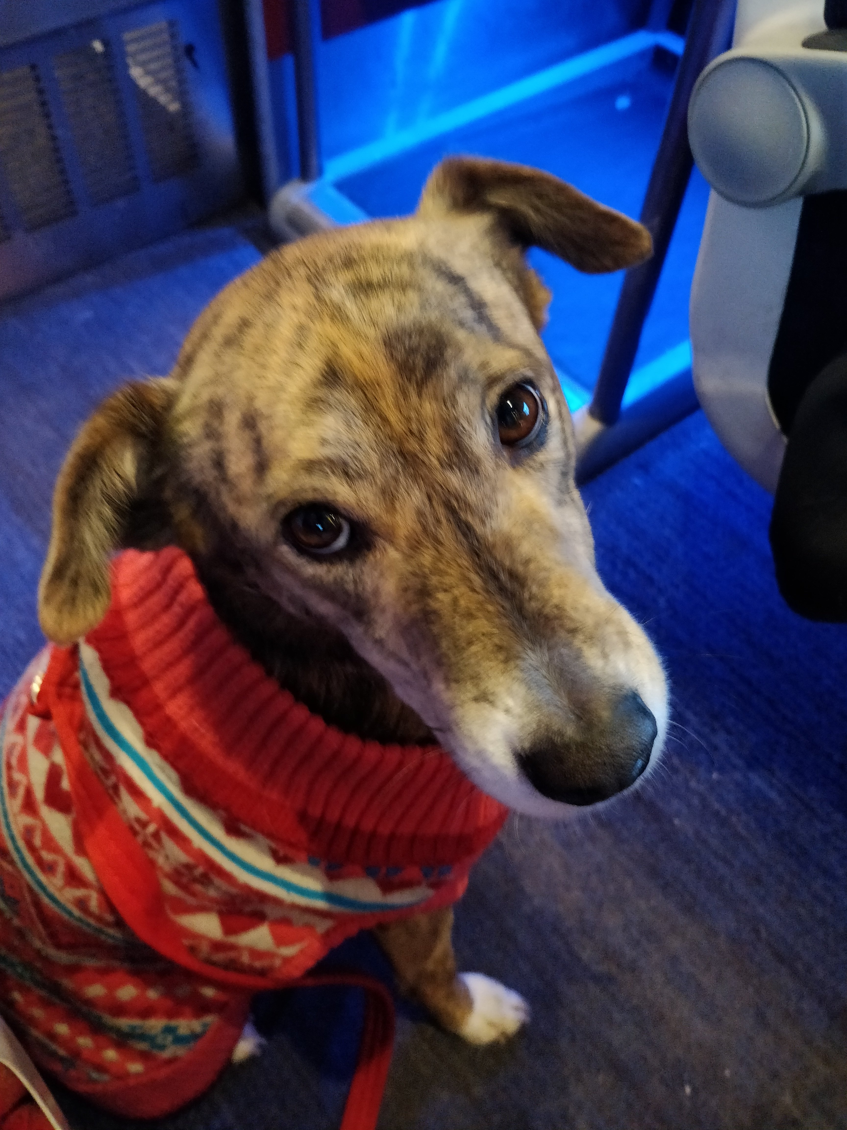 dog in a red sweater