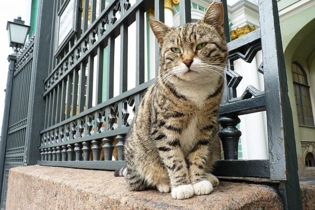 cat sitting on a perch outside