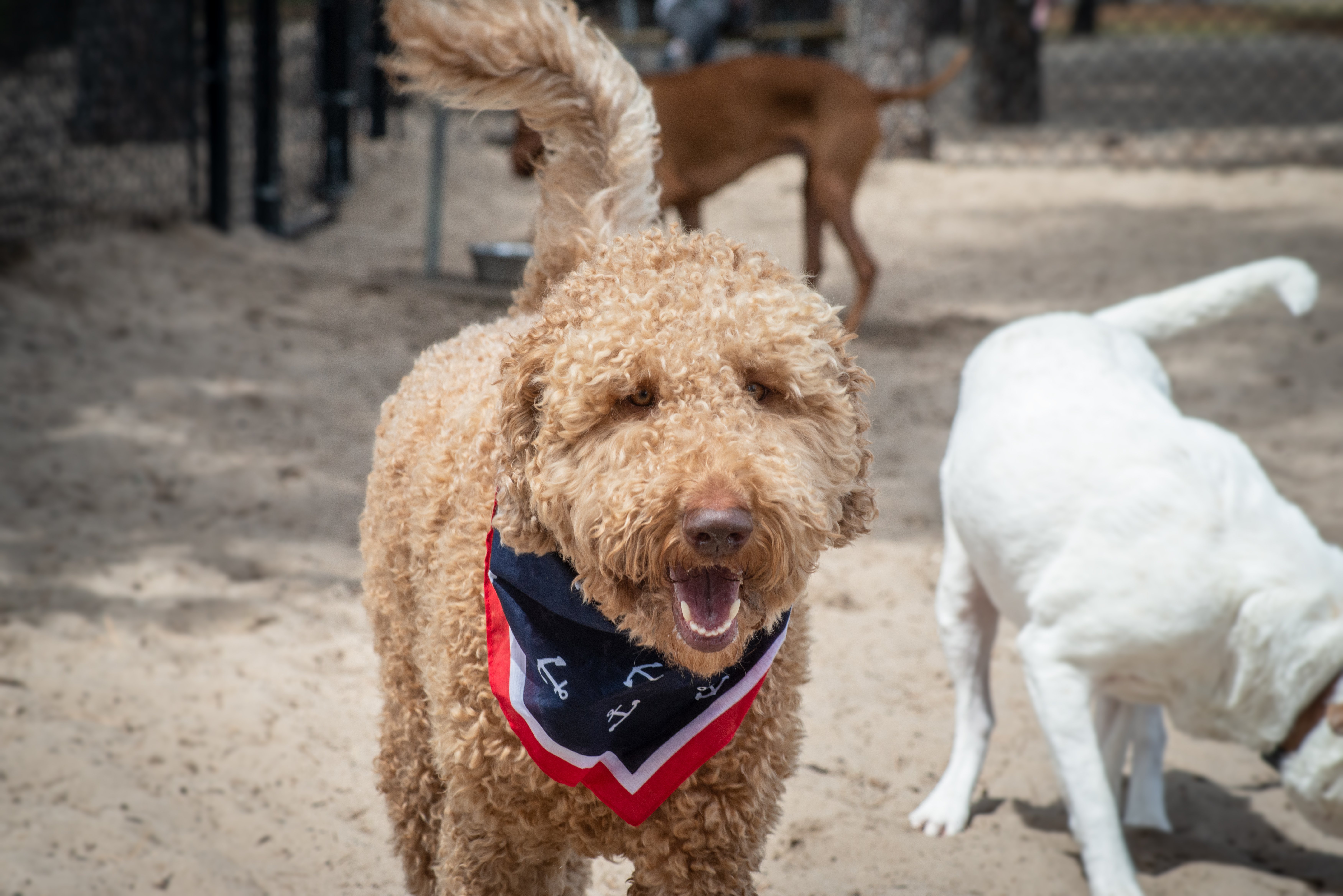 dog park goldendoodle