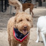 dog park goldendoodle