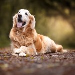 potty training senior dog