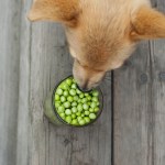 can dogs eat peas