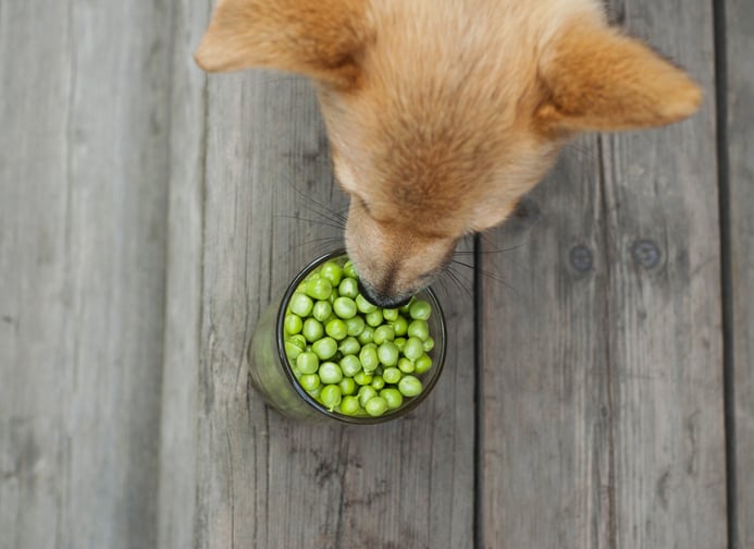 can dogs eat peas