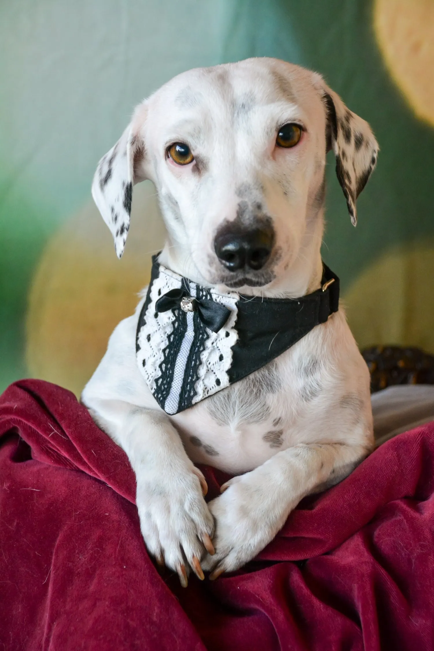 white dog on red blanket