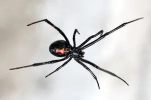 black widow