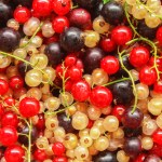 can dogs eat currants