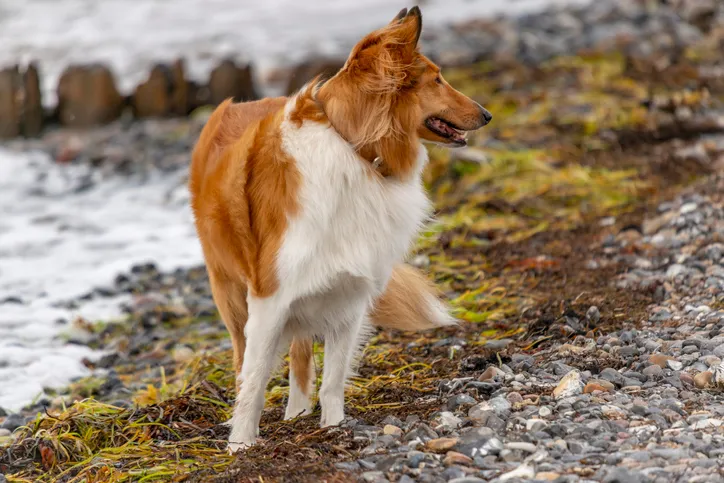 dog seaweed