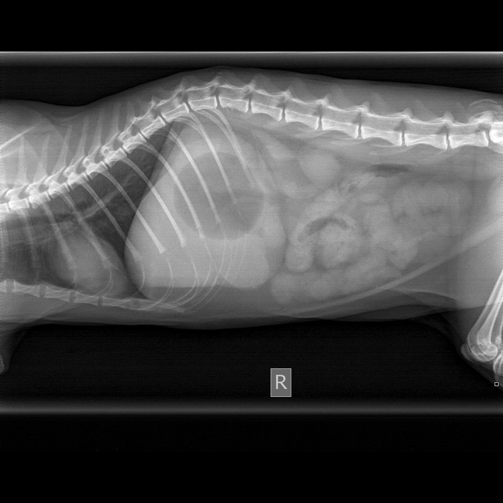 xray of cat belly