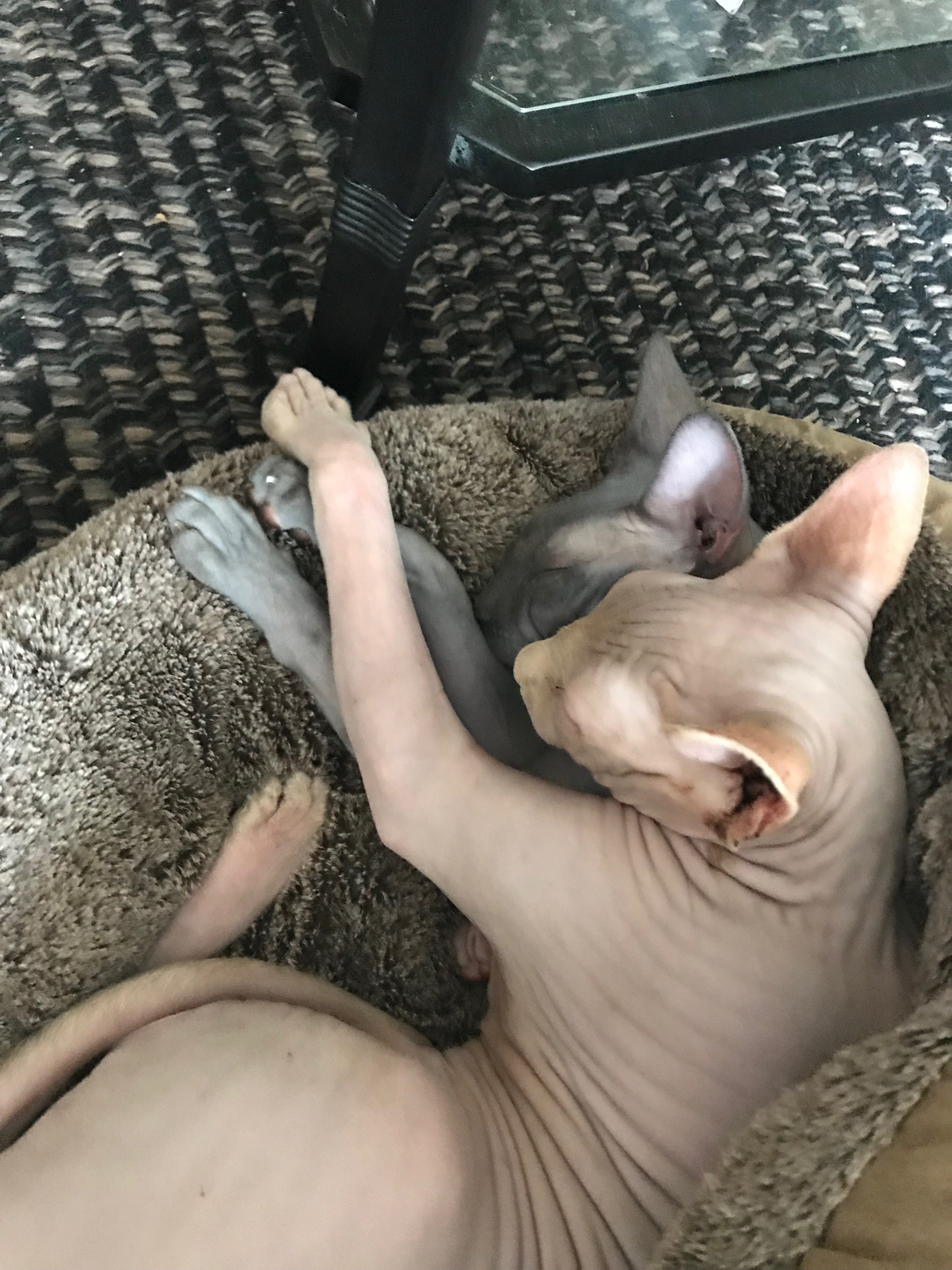 two hairless cats cuddling in bed