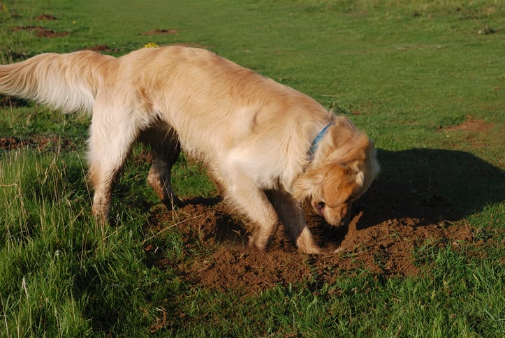 dog digging up your yard