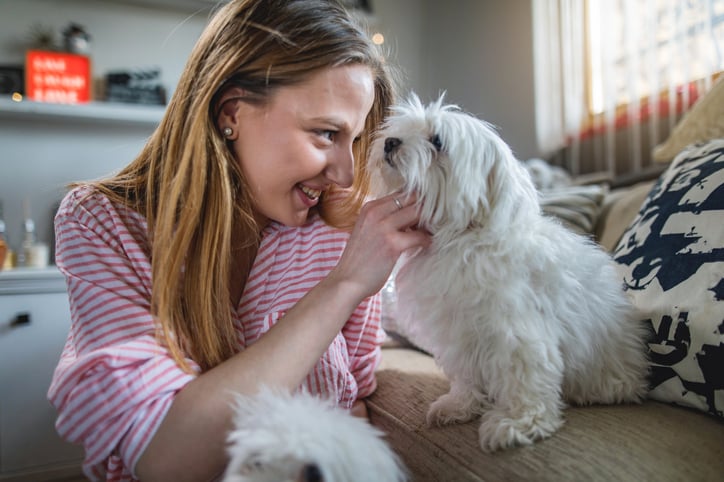 fostering a dog