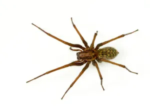 hobo spider