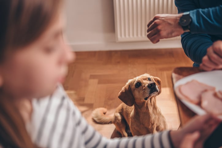 dog aggression mealtime