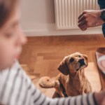 dog aggression mealtime