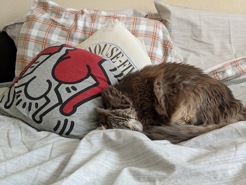 gray cat sleeping on a bed