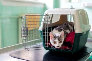 scared cat in a carrier