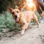 dog outside walking on trail