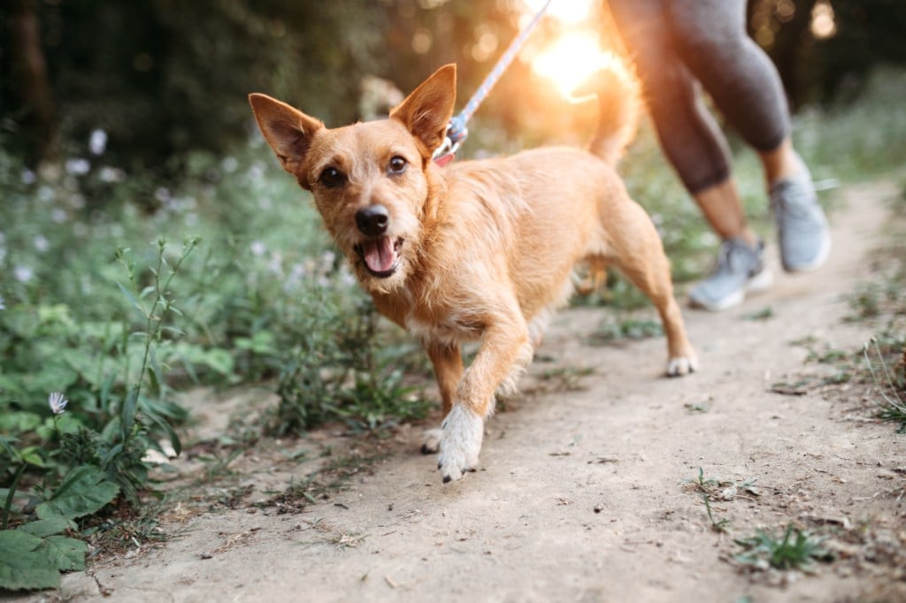 dog outside walking on trail