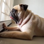 sad pug waiting by door