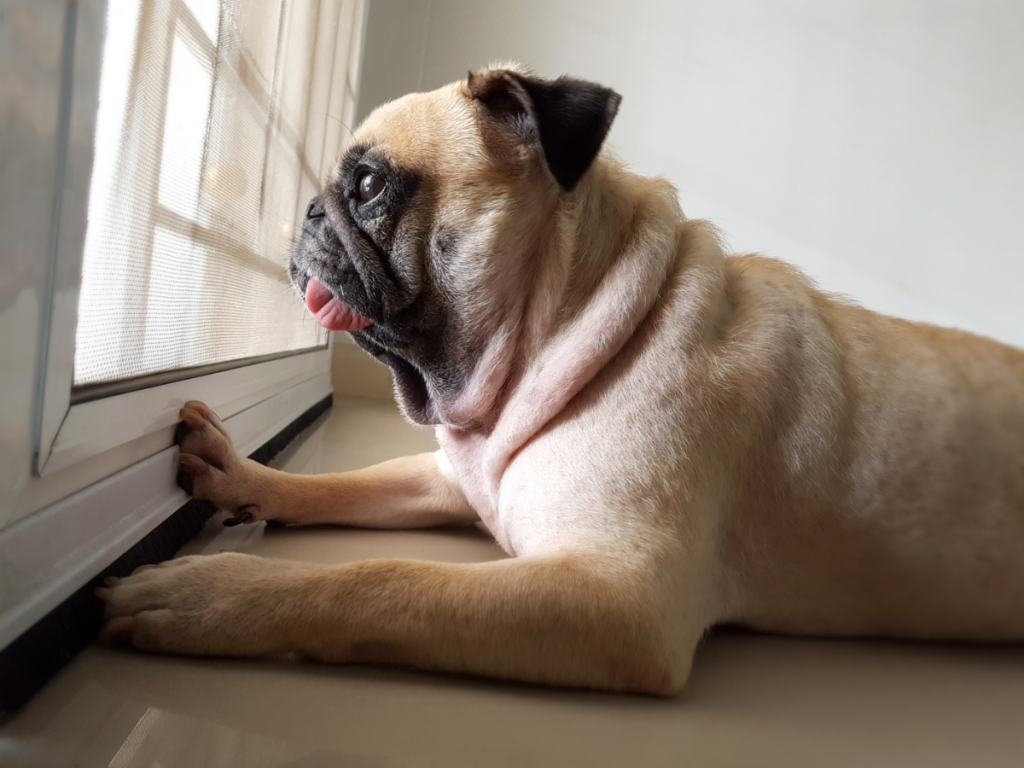 sad pug waiting by door