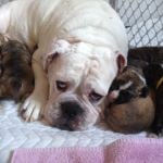 Bulldog with puppies