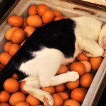 Cat laying on eggs