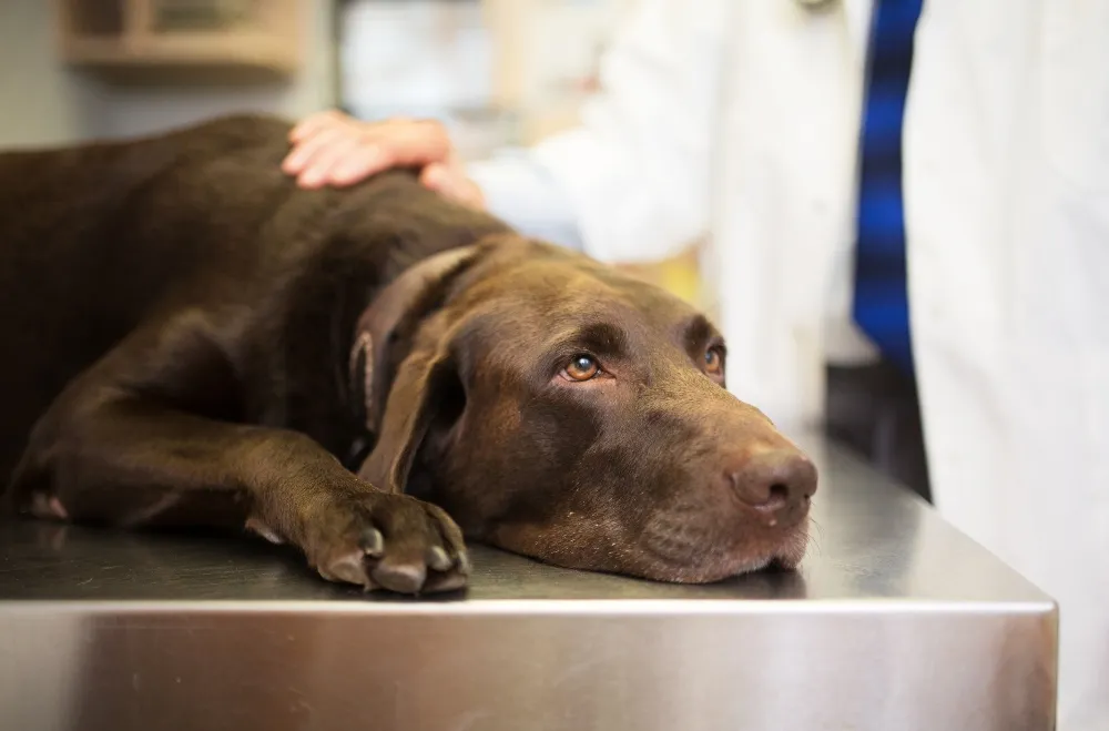 sad chocolate lab dog at vet