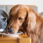 Dog and cat eating together.