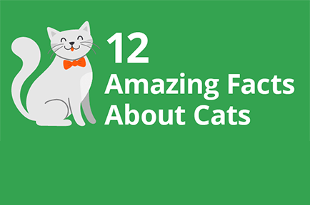 12 Amazing Facts About Cats