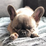 Karl the Frenchie sleeping