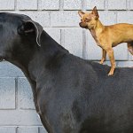 Great Dane and chihuahua