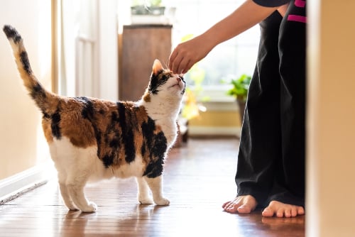 cat taking a treat