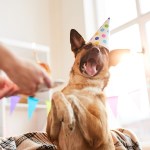 dog birthday cake