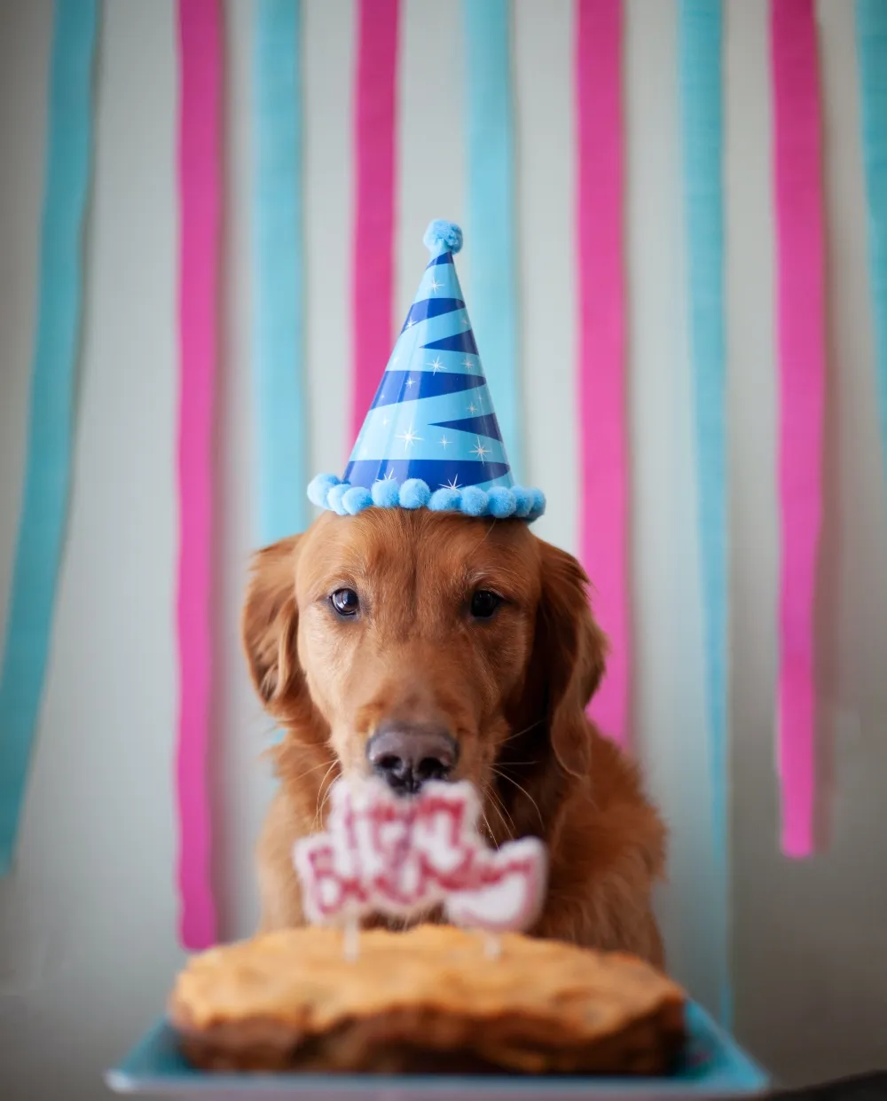 birthday party golden retriever dog