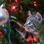 cat peering at ornament in Christmas tree