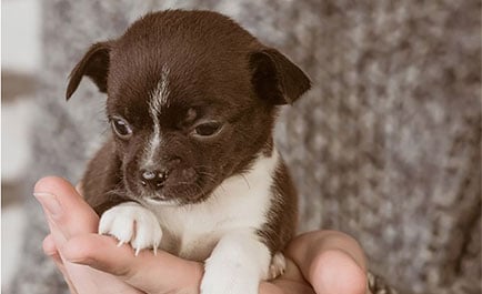 Chihuahua puppy