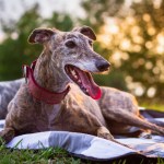 old greyhound dog lying down