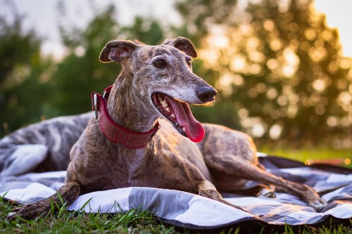 old greyhound dog lying down