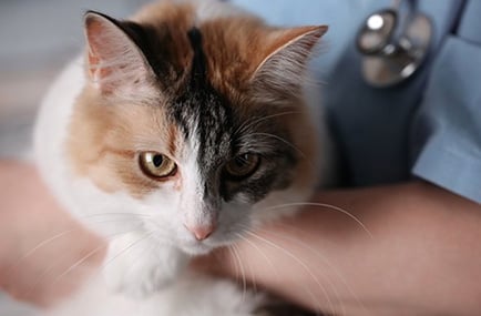 Cat at vet.