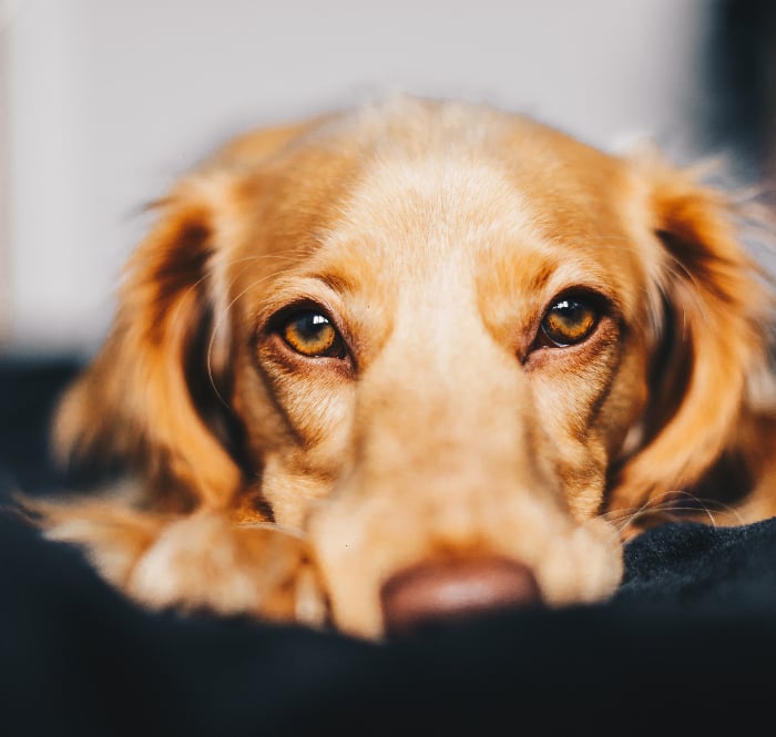 close up of brown dog face