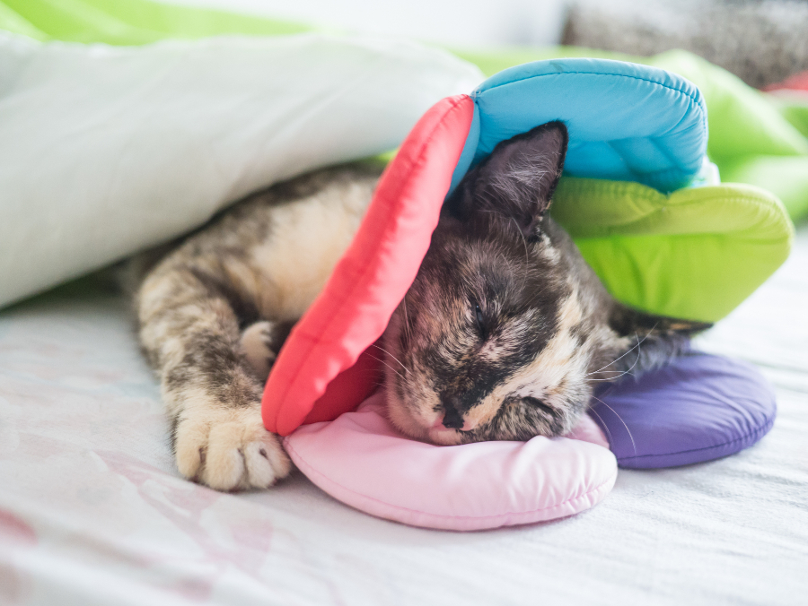 cat in cone surgery