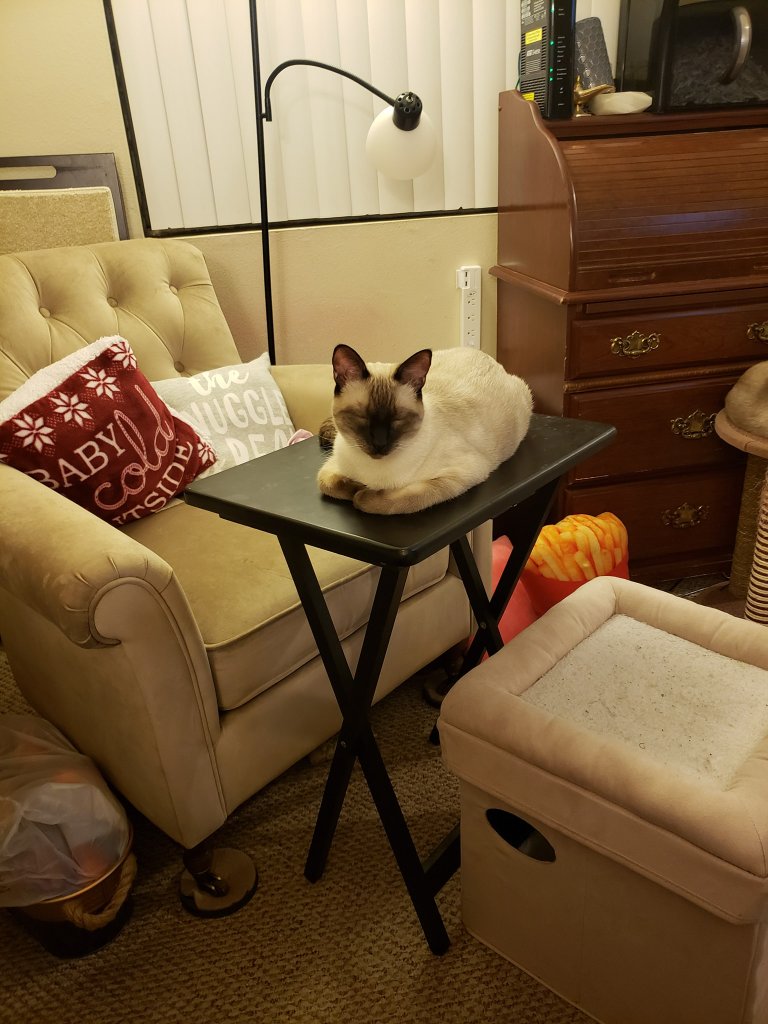 cat on tv tray