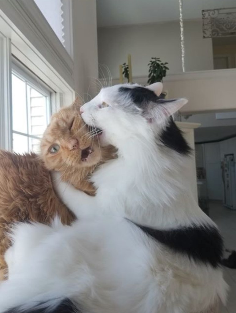 cats biting each others faces