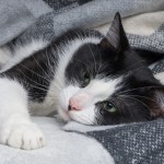 sick cat sleeping under blanket