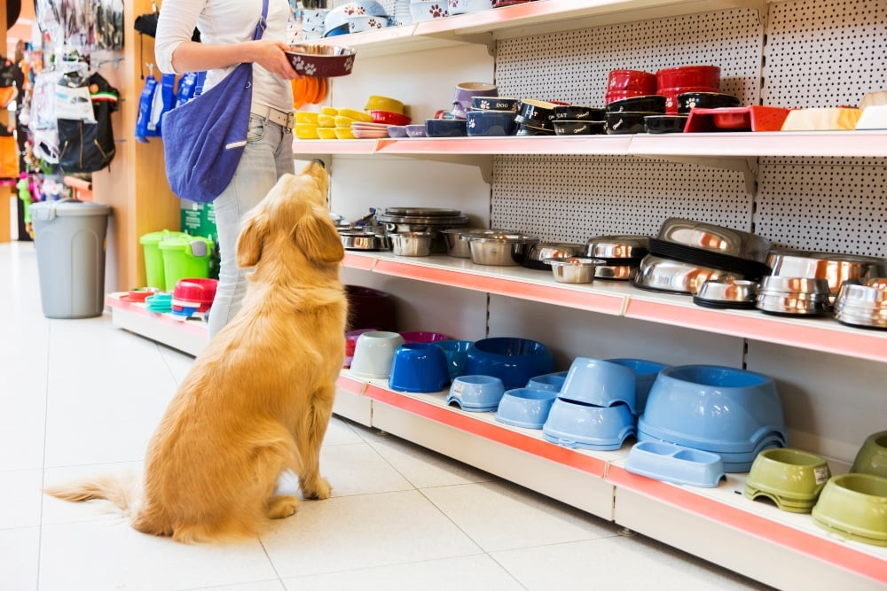 dog at the pet store