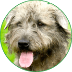 Glen of Imaal Terrier