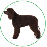 Irish Water Spaniel