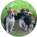 Kerry Beagles