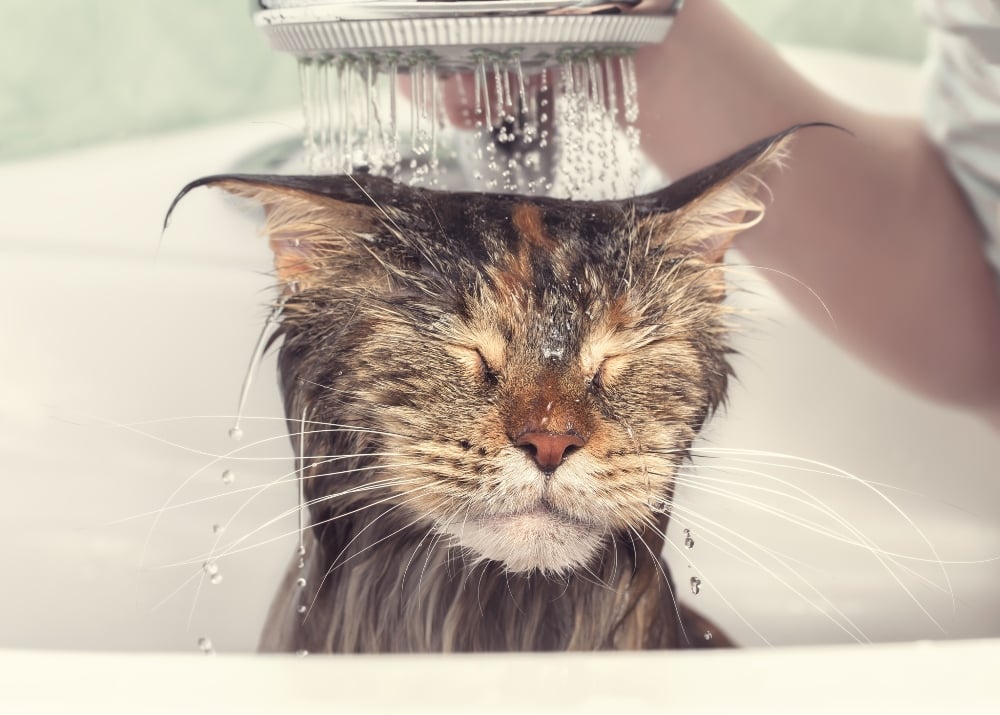 cat getting a bath